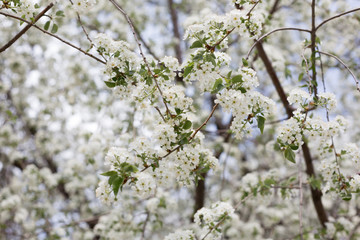 Paradise lush cherry blossom in the garden. Branches with cherry blossoms. Blooming spring cherry orchard