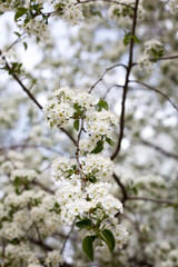 Paradise lush cherry blossom in the garden. Branches with cherry blossoms. Blooming spring cherry orchard