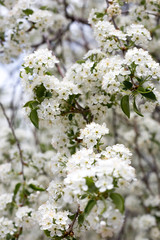Paradise lush cherry blossom in the garden. Branches with cherry blossoms. Blooming spring cherry orchard