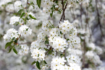 Paradise lush cherry blossom in the garden. Branches with cherry blossoms. Blooming spring cherry orchard