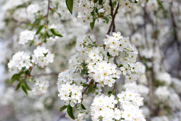 Paradise lush cherry blossom in the garden. Branches with cherry blossoms. Blooming spring cherry orchard