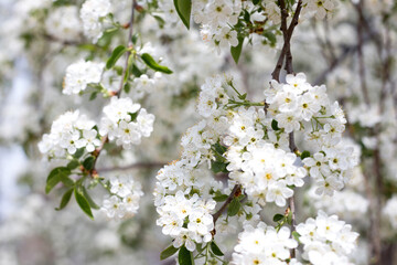 Paradise lush cherry blossom in the garden. Branches with cherry blossoms. Blooming spring cherry orchard