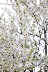 Paradise lush cherry blossom in the garden. Branches with cherry blossoms. Blooming spring cherry orchard