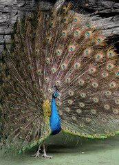 Fototapeta premium Close up Male Indian Peafowl or Indian Peacock is Spreading Feathers