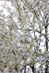 Paradise lush cherry blossom in the garden. Branches with cherry blossoms. Blooming spring cherry orchard