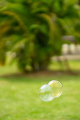 Close up Soap bubbles floating in the garden park.(Selective focus)