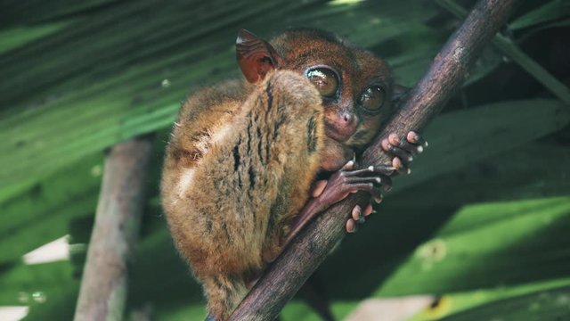 Sweet and Fluffy Filipino Tarsier on Bamboo Wildlife Background. Cute Little Monkey with Big Open Eyes in Tropical Forest from Bohol Island. Close Up, Slow Motion, Footage Shot in 4K (UHD)