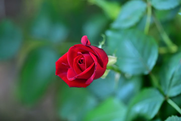 A Beautiful Red Rose