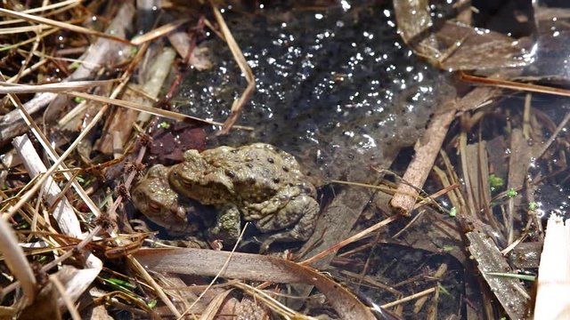 Copulating common toads in water.  Mating frogs Bufo Bufo in lake