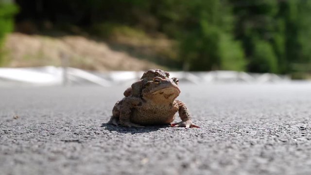 Mating frogs on asphalt road. Common toad copulating and cars at background