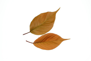 八重桜の葉