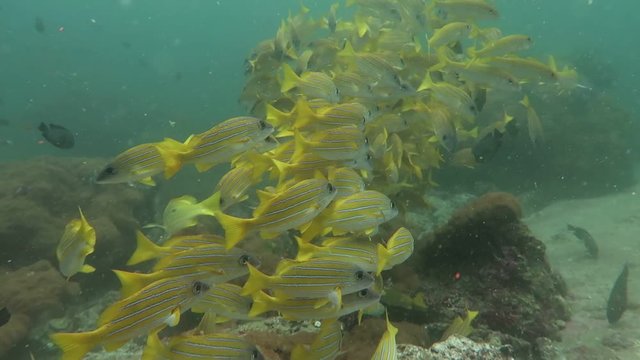 Big cloud of yellow snapper 