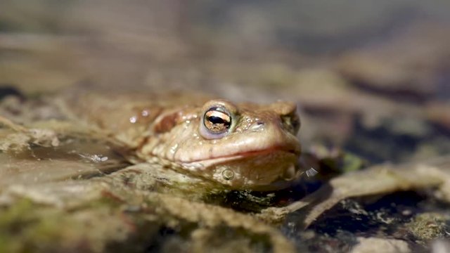 Frog in water. Commom toad - Bufo Bufo with blinking eyes