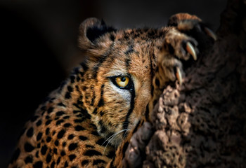 Cheetah hiding behind a rock - obrazy, fototapety, plakaty