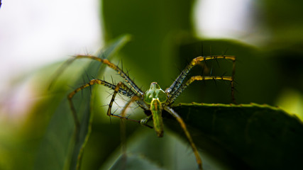 Araña lince