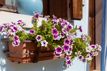 Blooming Purple Petunia Flowers with White Dots