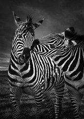 Obraz na płótnie Canvas Male zebra kissing female zebra ( concept love )