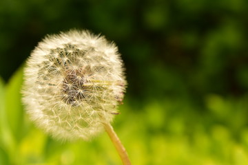 タンポポの綿毛