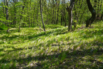 Green forest 