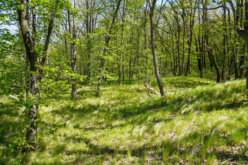 Green forest 
