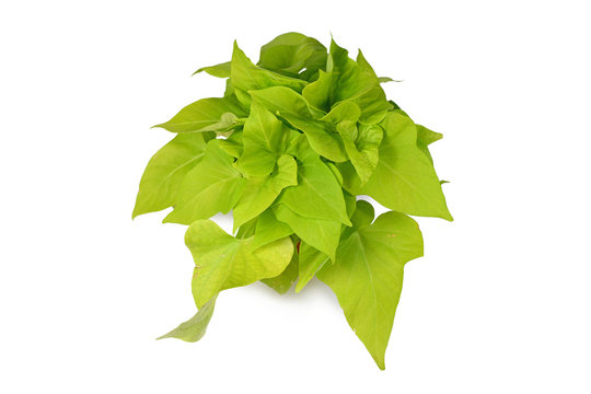 Bright green ornamental Sweet Potato ''Ipomoea Bright Ideas Lime' vine plant isolatd on white background