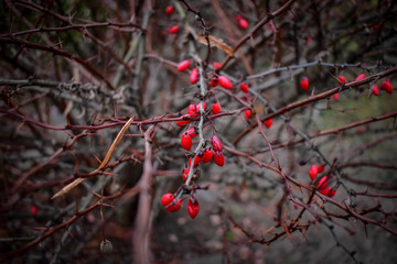 red berries in autumn