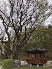 Fototapeta premium japanese garden in japan