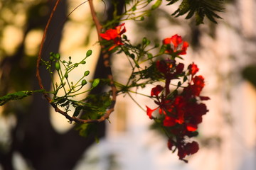 red flower in the garden