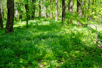 Green forest 