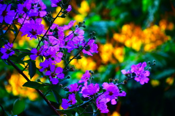 purple flowers in the garden