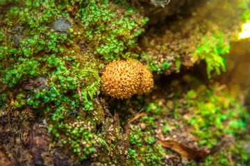 Small mushroom in the forest close-up, blurred background, macro photography