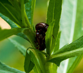 bug on leaf
