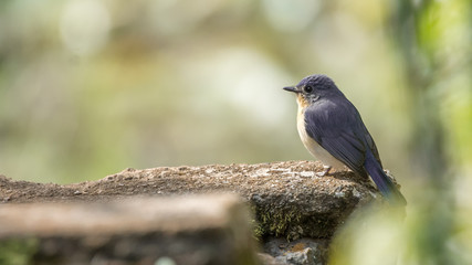 Tickell's blue flycatcher is a small passerine bird in the flycatcher family. This is an insectivorous species which breeds in tropical Asia, from the Indian Subcontinent eastwards to Bangladesh 