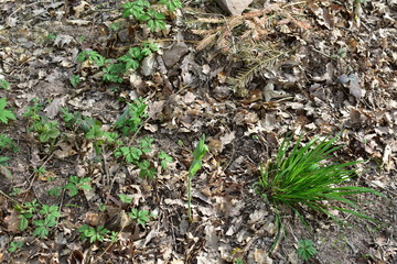 Ökosystem, Waldboden