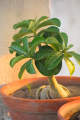 bonsai plant