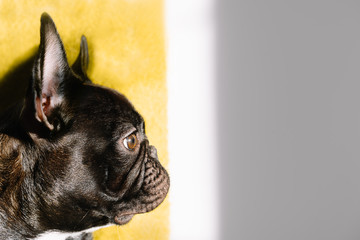 french bulldog portrait