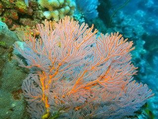 Fototapeta na wymiar The amazing and mysterious underwater world of Indonesia, North Sulawesi, Manado, gorgonian coral