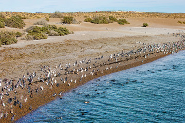 Puerto Madryn. Argentina. Magellanic penguin colony on the coast of Punta Tombo.
 The Magellanic...