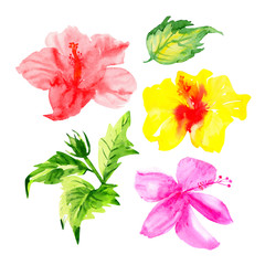 watercolor hibiscus flower set isolated on a white background: pink, red, yellow and blooming green with leaves. Hand-drawn floral collection.