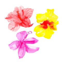 Watercolor colorful hibiscus flower buds isolated on white
