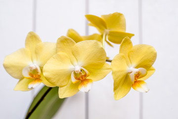 A branch of yellow orchids on a white wooden background
