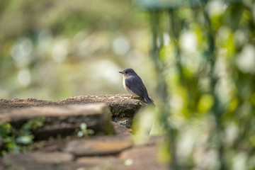 Tickell's blue flycatcher is a small passerine bird in the flycatcher family. This is an insectivorous species which breeds in tropical Asia, from the Indian Subcontinent eastwards to Bangladesh 