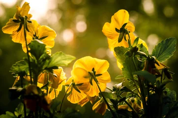 Tuinposter Yellow pansies with sunny background © pekarka