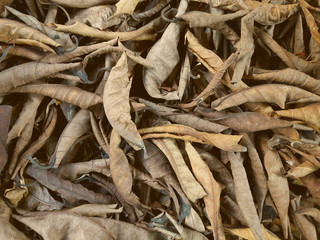 Dry brown leaves for background and texture
