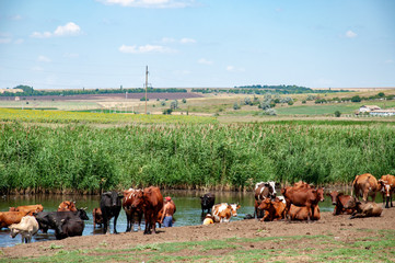 Cows grazing in a field. Cow grazing near river. Tranquil landscape of countryside in European country
