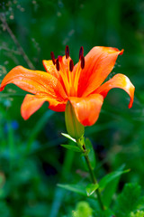 Botanical: close up of beautiful orange lilys in the summer garden