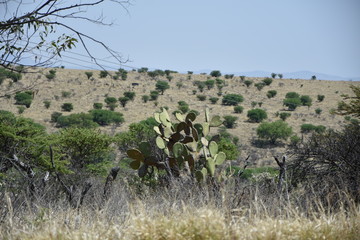 Obraz premium Mexiko, Hochland Landschaft