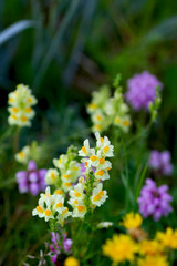 Real nature backrond: colorful toadflax flower (linaria vulgaris) on a summer garden