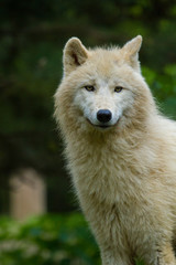 Polarwolf oder Weißwolf (Canis lupus arctos)