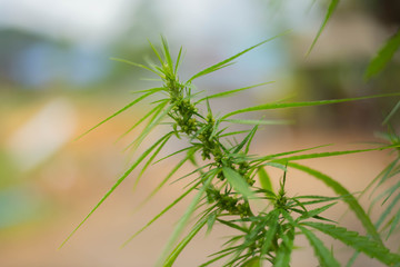 marijuana leaves background, cannabis plants background 